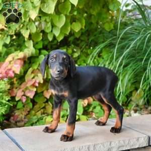 Master, Doberman Pinscher Puppy